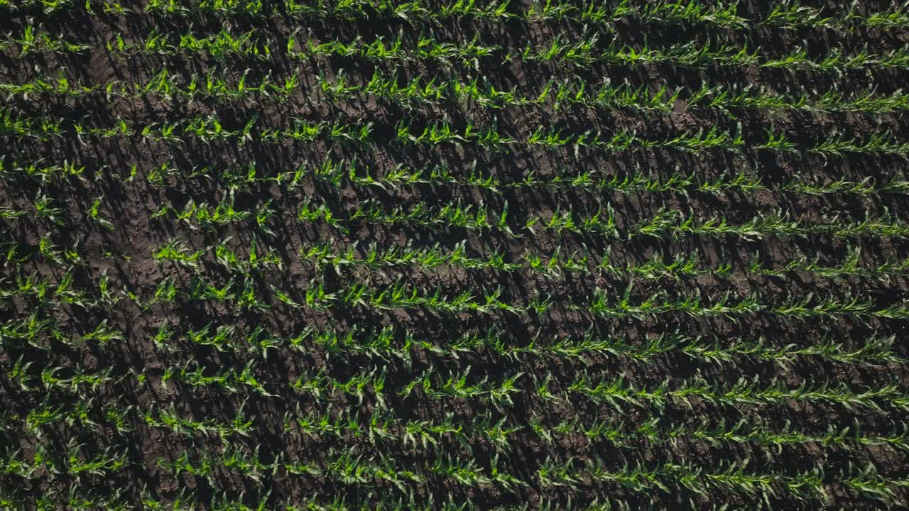 Aerial shot of plants cultivated on agriculture field during afternoon.
