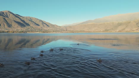 at dawn, birds and ducks bask in the morning sun at the la angostura dam in tafí del valle