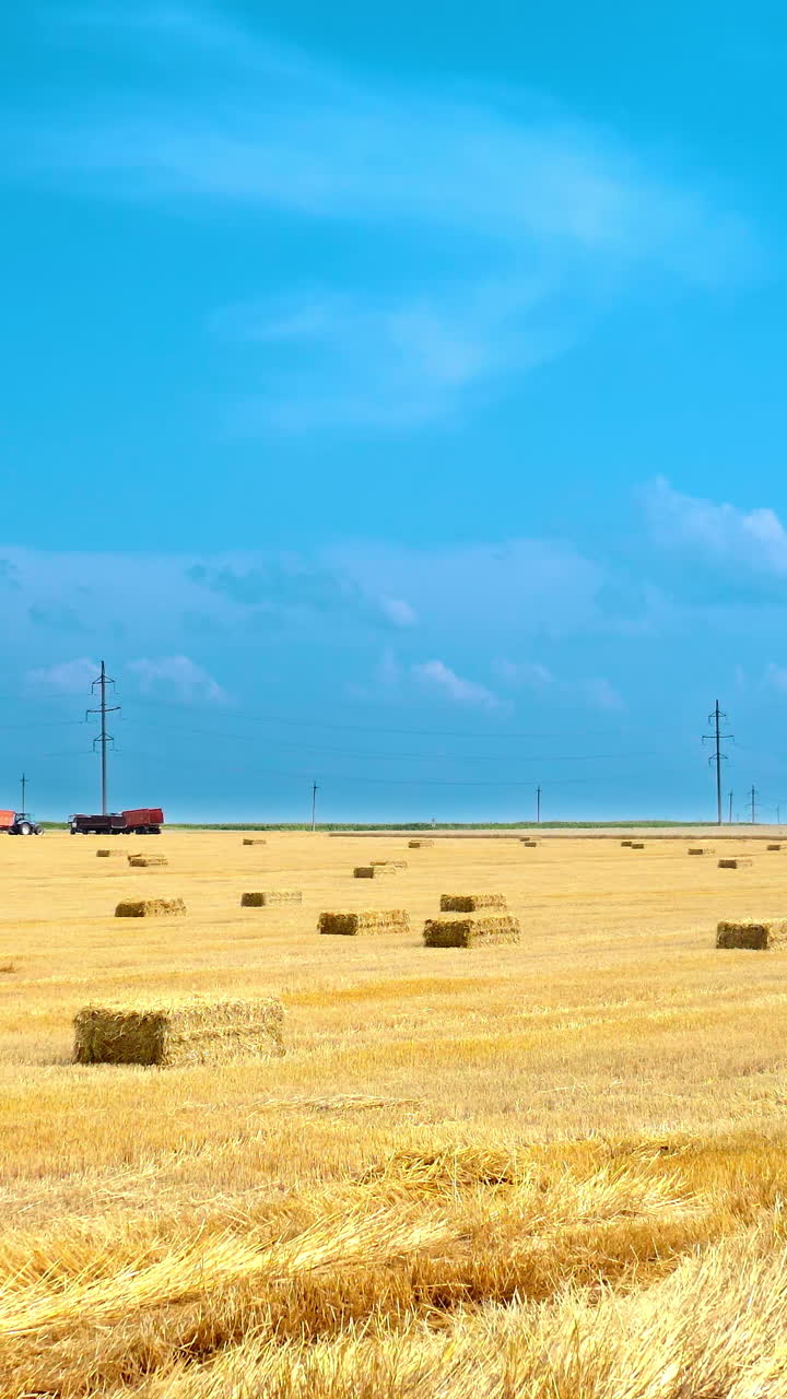 Yellow harvested field in contrast with blue sky. Pressed straw bales for livestock laying in farmland. Wrapped square bales in the countryside. Vertical video