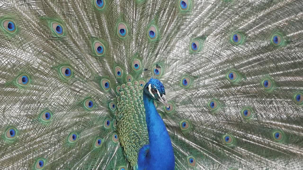 Close-up de pavão durante o ritual de cortejo
