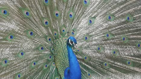 primer plano de pavo real durante el ritual de cortejo