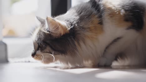 Close-up-shot-of-Long-Haired-Calico-Cat-licking-his-nose-and-mouth-Sunkissed-by-natural-Light,-Slow-motion