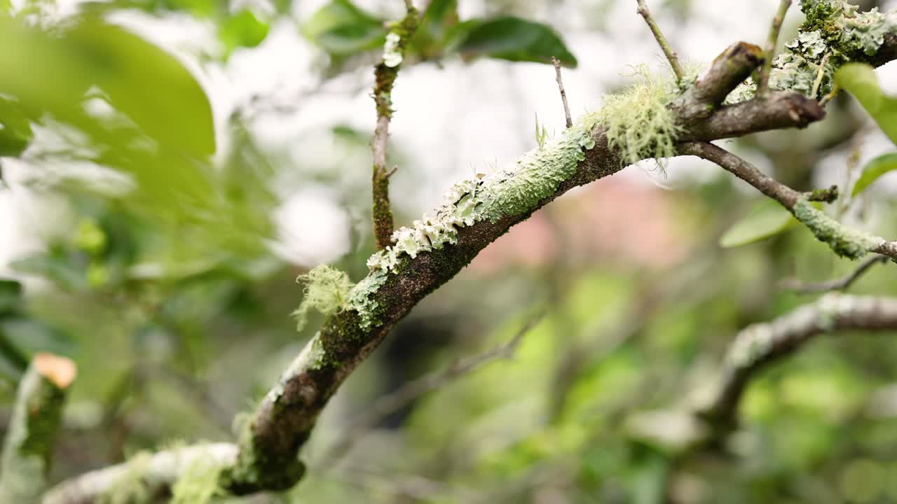 꽃이 피는 나무 가지가 부드럽게 흔들리는 클로즈업
