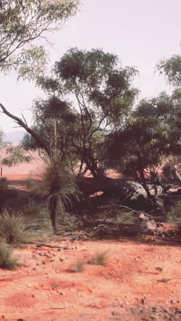 a view of the australian outback