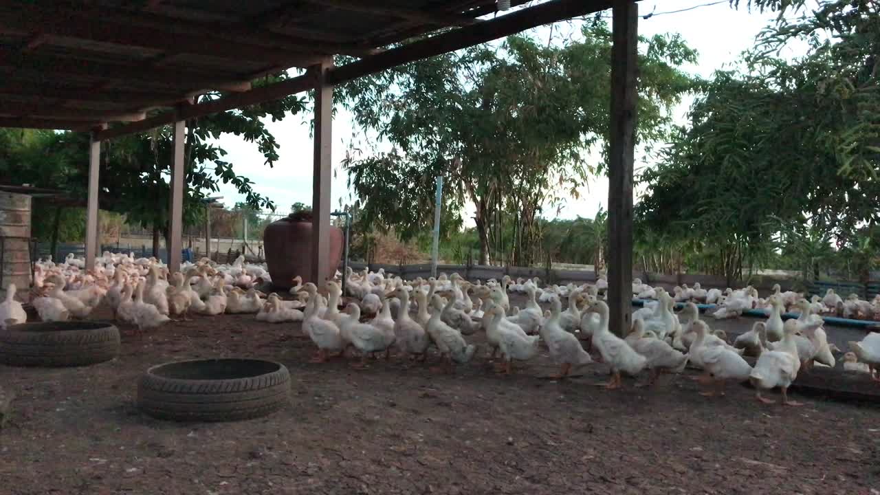 양식 오리, 야외 시스템에서 양육 된 상업용 고기 오리.