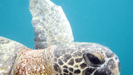 Detail-shot-of-manta-ray-in-the-sea,-aquatic-camera