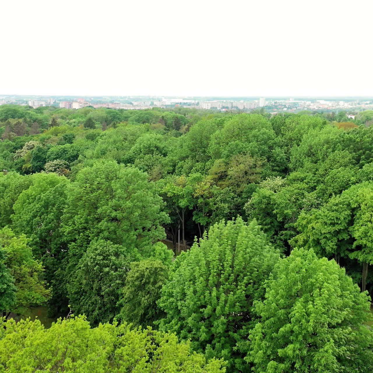 Flying over the top of trees in the park. Panoramic view of beautiful green trees with neat roads in summer at daytime.