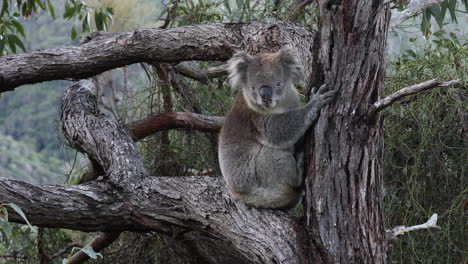 koala in a eucalyptus tree, holding onto the tree trunk with its sharp claws