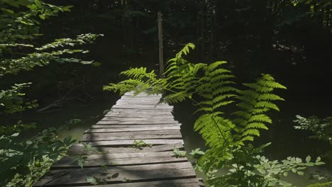 old wobbly wooden footbridge over stream in dark forest with light green ferns captured by sunlight blown by wind breeze