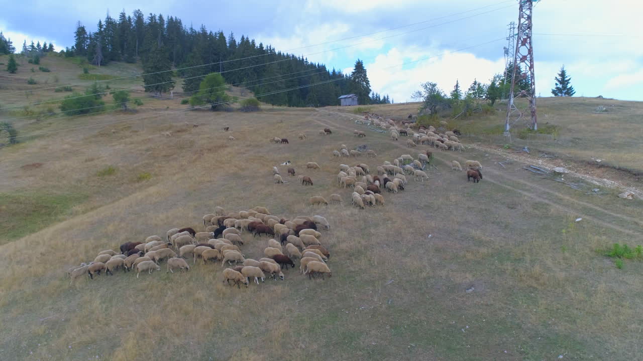 un gregge di pecore è andato al pascolo
