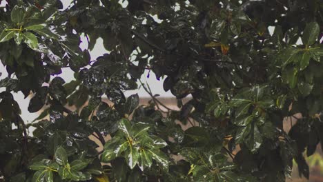 Slow-motion-shot-of-a-green-bush-in-the-rain-causing-many-drops-to-fall-from-the-leaves-and-make-them-shine