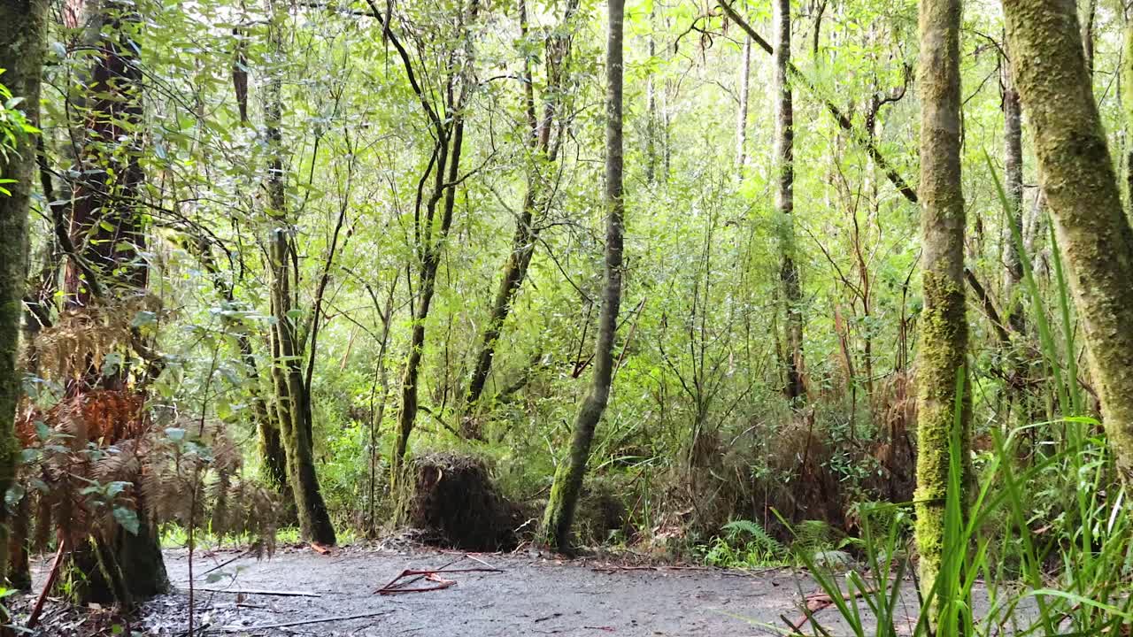 울창 한 열대 우림 을 가로질러 조용 한 산책