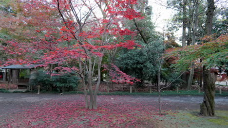 a park in tokyo where in autumn the maple leaves turn reddish