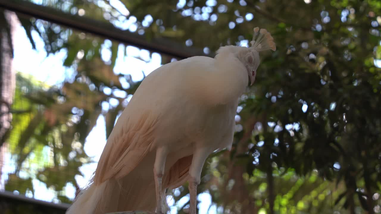 vista inclinada hacia arriba de un raro pavo real blanco con mutación leucística, durmiendo y descansando con gracia en la parte superior del parque de vida silvestre del santuario de aves