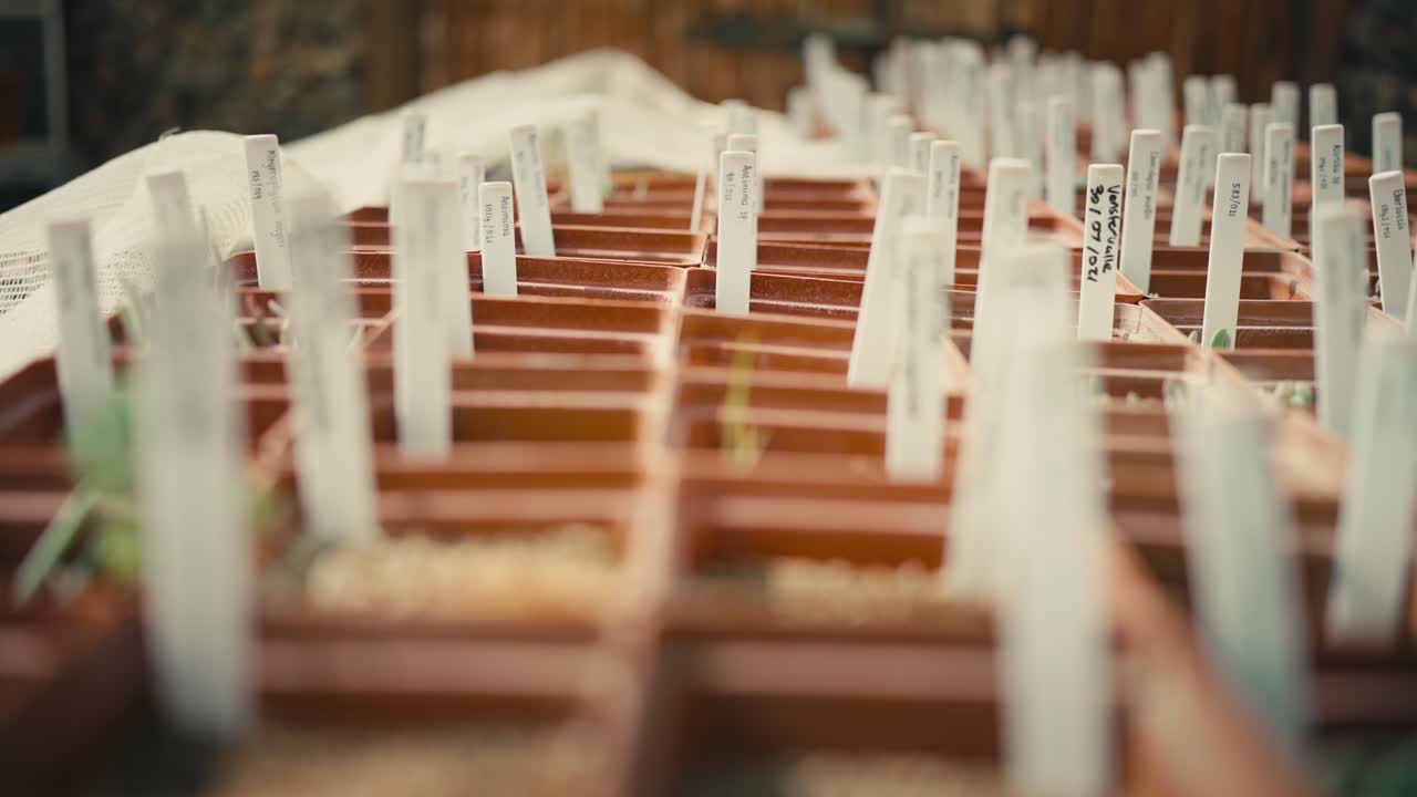 propagación de plantas suculentas en un invernadero