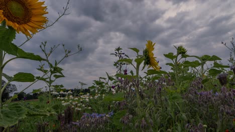 moving clouds over a sunflower field at the very early morning