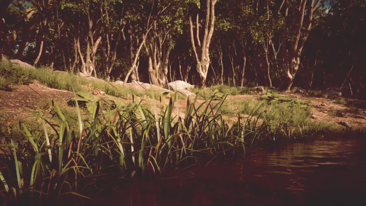 paisaje forestal junto a una vía fluvial