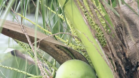 Palmera-Con-Cocos,-Abejas-Y-Follaje-Exuberante.