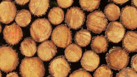 a pile of cut trees