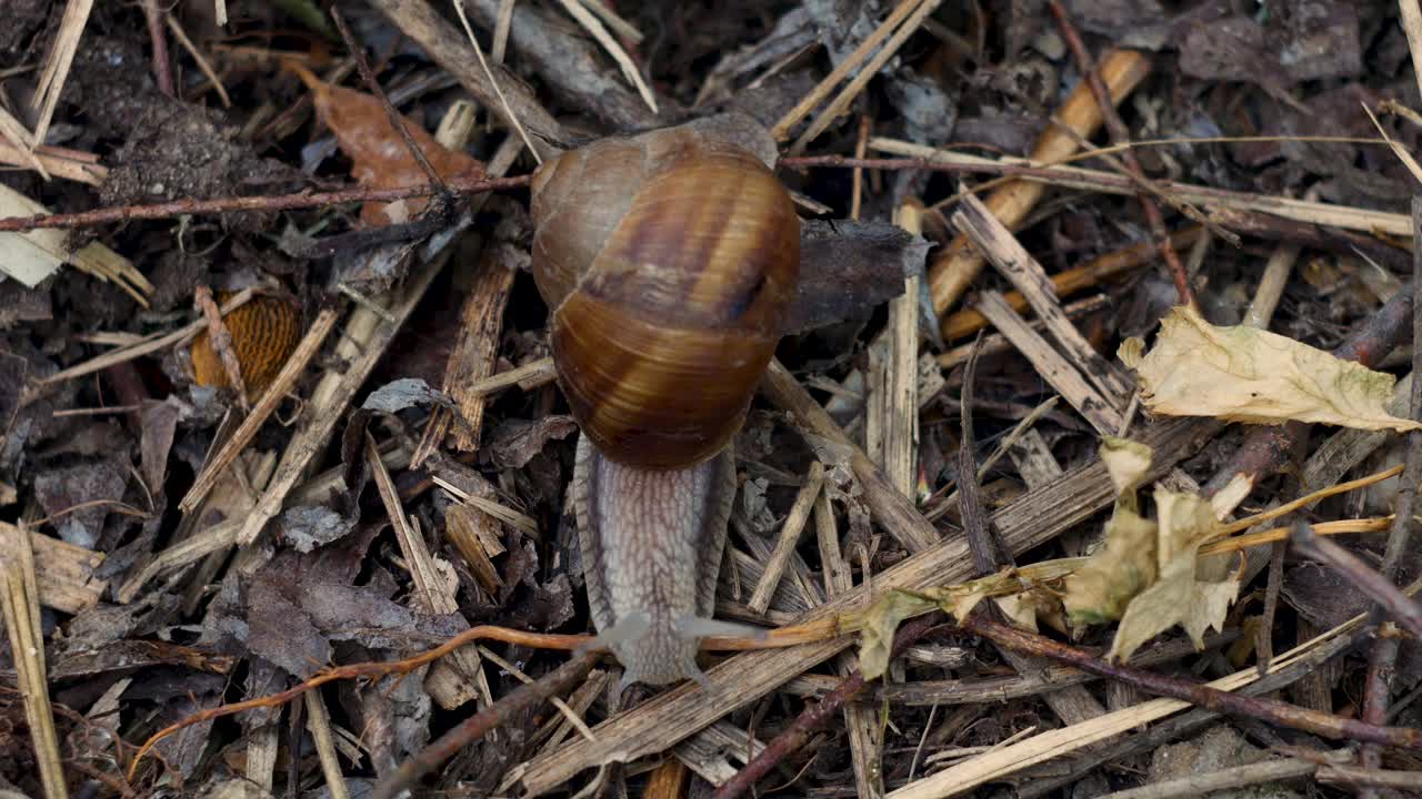timelapse de primer plano de un caracol arrastrándose sobre la hojarasca