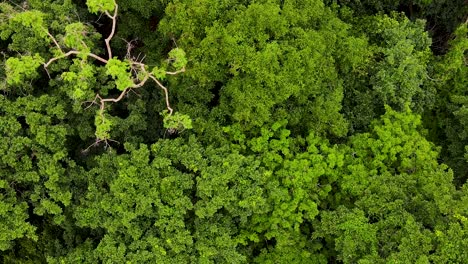 Lowering-On-Dense-Tree-Canopy-Over-Rainforest