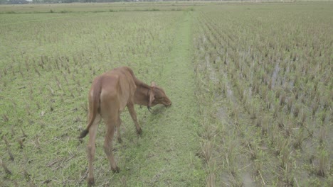 In-Einem-Kleinen-Dorf-In-Bangladesch-Fressen-Die-Kühe-Gras-Auf-Der-Wiese,-Nachdem-Der-Körper-Bis-Auf-Die-Wurzel-Geschnitten-Wurde