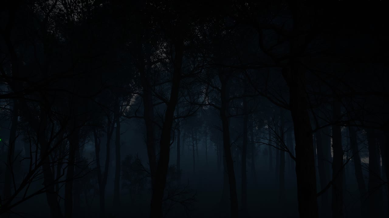 Dark and Foggy Forest at Night