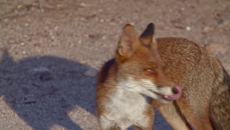 closeup of red fox standing under golden hour sunshine then walks away