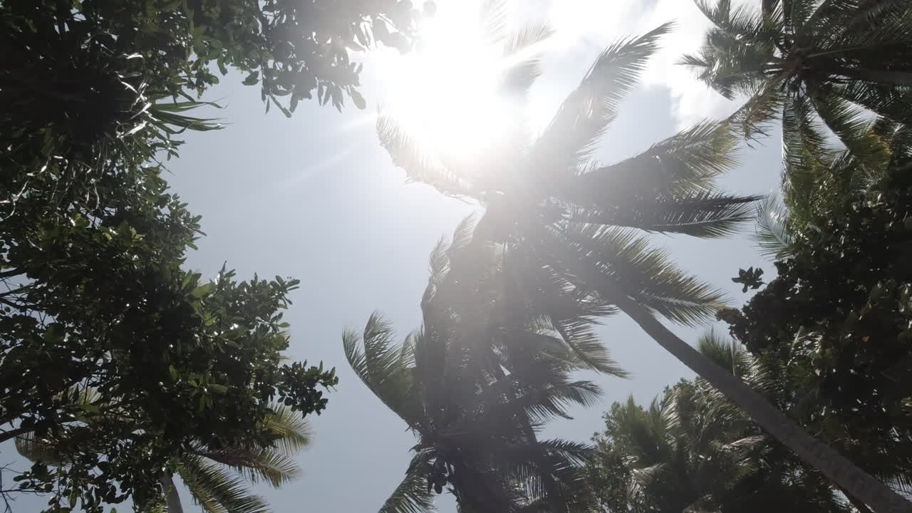 Moving leaves of a coconut trees in the wind on a sunny day. Tilt wide shot