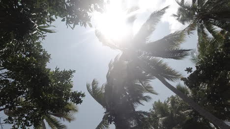 moving leaves of a coconut trees in the wind on a sunny day. tilt wide shot