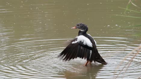 White-winged-Duck,-Asarcornis-scutulata,-Thailand