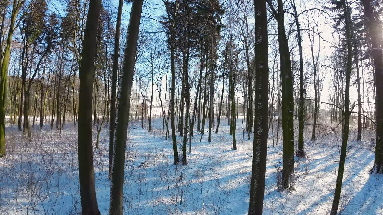 낮 동안 삼림 공원의 아름다운 겨울 풍경 보기