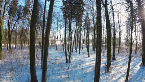 Wunderschöne-Winterlandschaftsansicht-Im-Waldpark-Tagsüber