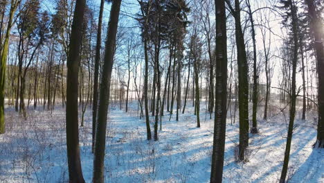 hermosa vista del paisaje invernal en el parque forestal durante el día