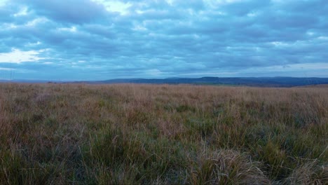 serene grassland landscape under a cloudy sky