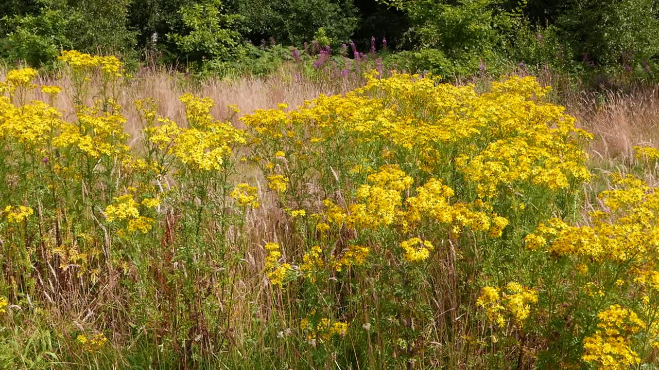 una masa de flores de ragwort común, senecio jacobaea, a mediados del verano