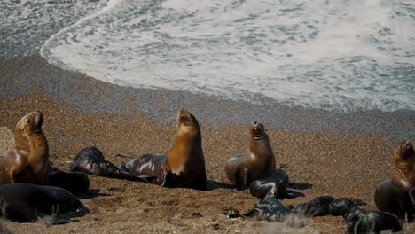 Playa-De-Orcas-Con-Colonia-De-Lobos-Marinos-En-La-Península-Valdés-En-La-Patagonia,-Argentina.