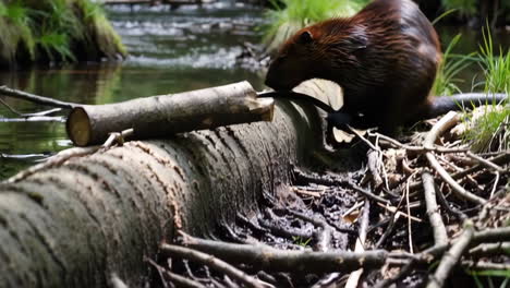 beaver by a stream