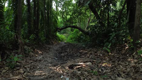 aerial view shot of deep green forest