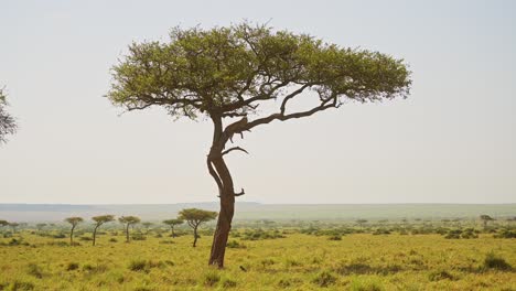 increíble vida silvestre africana, leopardo acostado en una rama de un árbol de acacia, masai mara áfrica animal de safari en el hermoso paisaje de la reserva nacional de masai mara, encuentro de avistamiento único, kenia