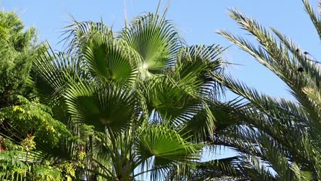 tiro inclinado de palmeras de arriba a abajo con cielo azul claro en el fondo