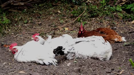 Free-range-chickens-dust-bathing.-British-Isles