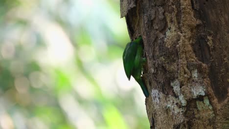 Burrowing-a-tree-trunk-to-build-a-nest,-Blue-eared-Barbet-Psilopogon-cyanotis,-Thailand