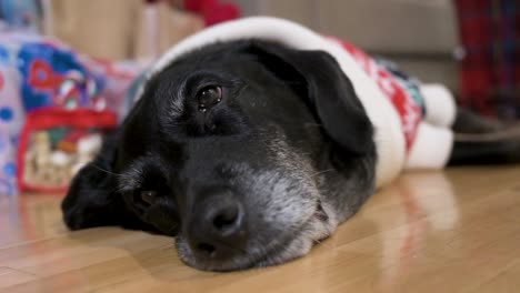 a tired black senior labrador dog wearing a christmas-themed sweater as it lies on the ground next to a decorated christmas gifts