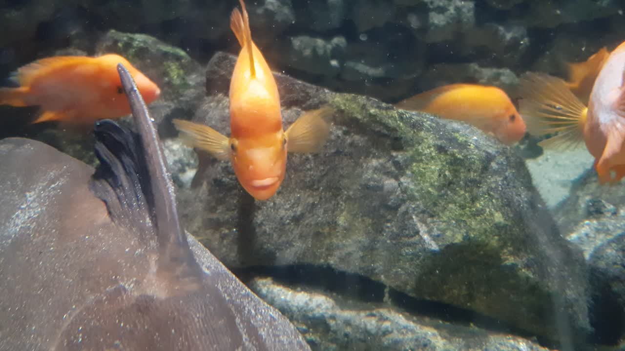 Red devil cichlid fish (Amphilophus labiatus) close up shoot