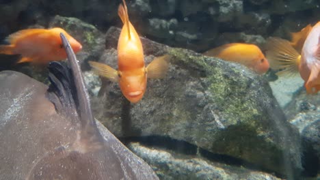 red devil cichlid fish (amphilophus labiatus) close up shoot