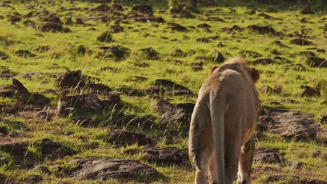 Slow-Motion-of-Male-Lion-Walking-and-Prowling,-Africa-Animals-on-African-Wildlife-Safari-in-Masai-Mara-in-Kenya-at-Maasai-Mara,-Steadicam-Tracking-Gimbal-Following-Shot-Close-Up