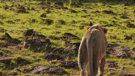 slow motion of male lion walking and prowling, africa animals on african wildlife safari in masai mara in kenya at maasai mara, steadicam tracking gimbal following shot close up