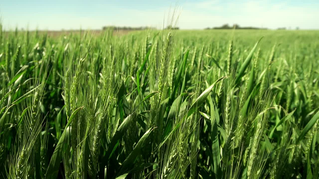 View of a green wheat field in slow motion