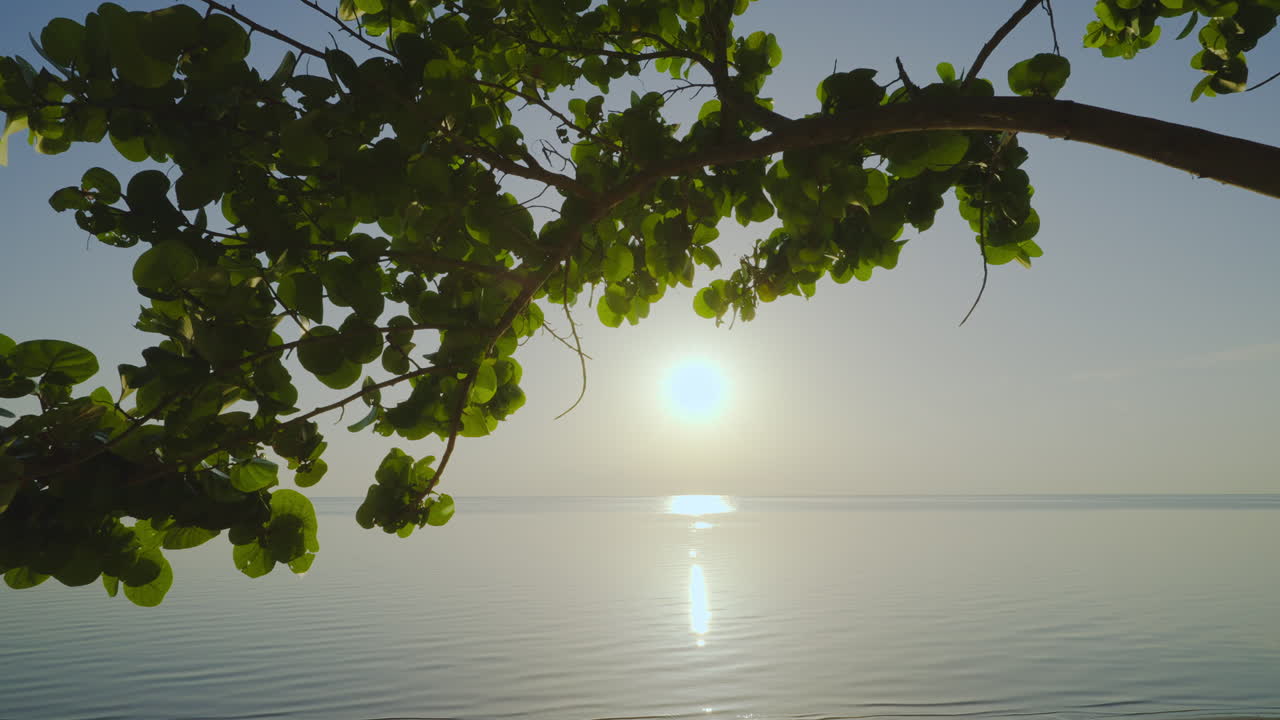 Sea Grape Beach Ocean Sunrise